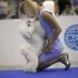 Champion Bichon Frise male Tauro Kennel