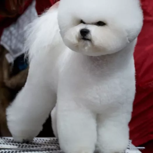 Legendary Bichon Frise - most titles Bichon Frise Tauro Kennel 