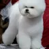 Legendary Bichon Frise - most titles Bichon Frise Tauro Kennel 