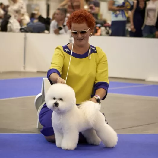 Champion Bichon Frise male Tauro Kennel