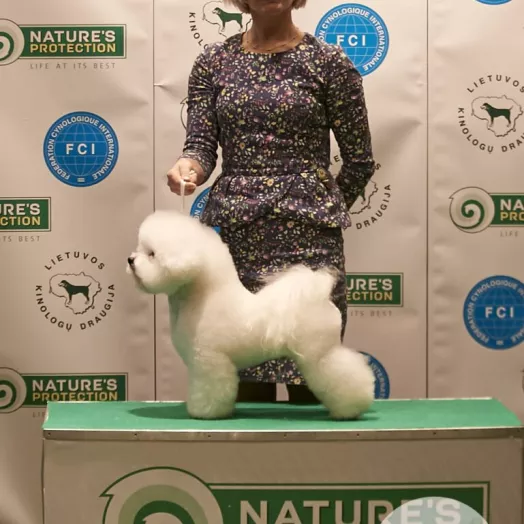 Champion Bichon Frise male Tauro Kennel