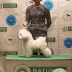 Champion Bichon Frise male Tauro Kennel