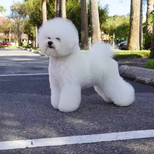 Champion Bichon Frise female Tauro Kennel