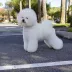 Champion Bichon Frise female Tauro Kennel