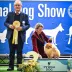 Champion pomeranian male Tauro Kennel