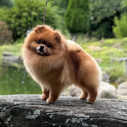 Champion pomeranian male Tauro Kennel