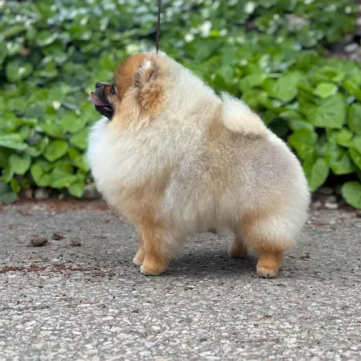 Tauro Kennel Pomeranian Spitz — show-quality breeding