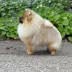 Tauro Kennel Pomeranian Spitz — show-quality breeding