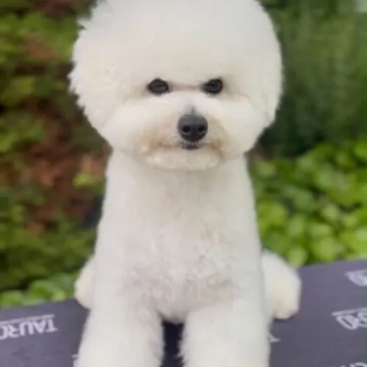 Tauro Kennel Bichon Frise — show-quality breeding