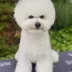 Tauro Kennel Bichon Frise — show-quality breeding