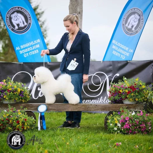 Champion Bichon Frise male Tauro Kennel stud