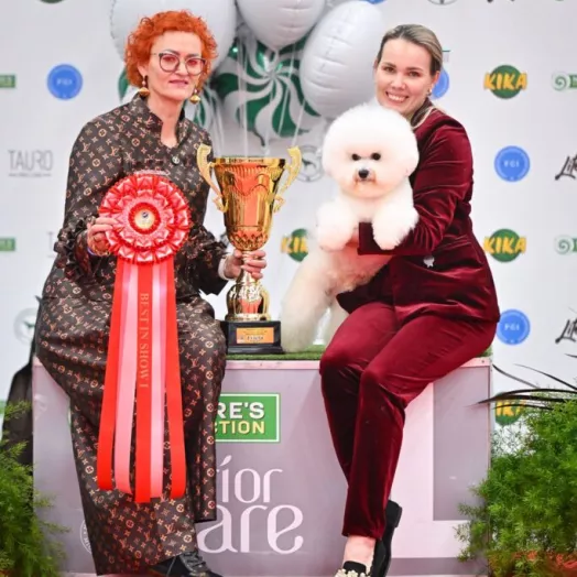 World Winner 2025 Bichon Frise Tauro Kennel