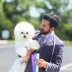 European winner 2026 Bichon Frise Tauro Kennel