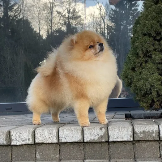 Champion pomeranian male Tauro Kennel