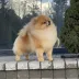 Champion pomeranian male Tauro Kennel