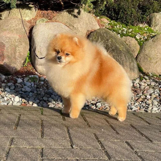 Champion pomeranian male Tauro Kennel