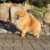 Champion pomeranian male Tauro Kennel