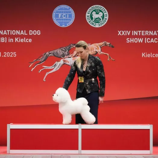 World Winner 2025 Bichon Frise Tauro Kennel