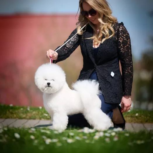 Tauro Kennel Bichon Frise — show-quality breeding