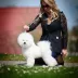 Tauro Kennel Bichon Frise — show-quality breeding