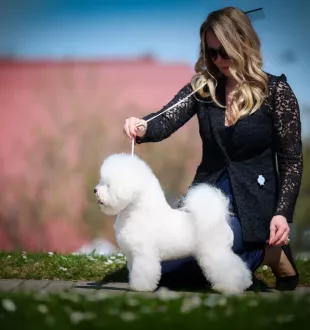 Tauro Kennel Bichon Frise — show-quality breeding