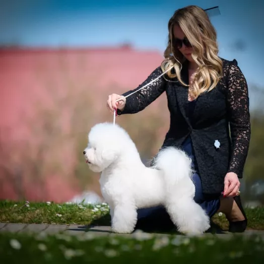 Tauro Kennel Bichon Frise — show-quality breeding