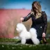 Tauro Kennel Bichon Frise — show-quality breeding