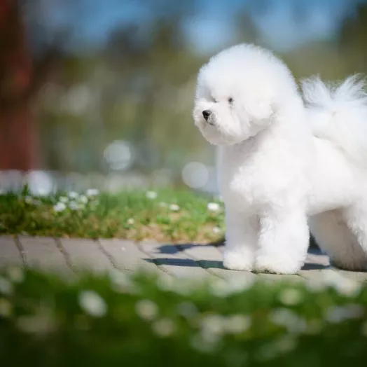 Tauro Kennel Bichon Frise — show-quality breeding