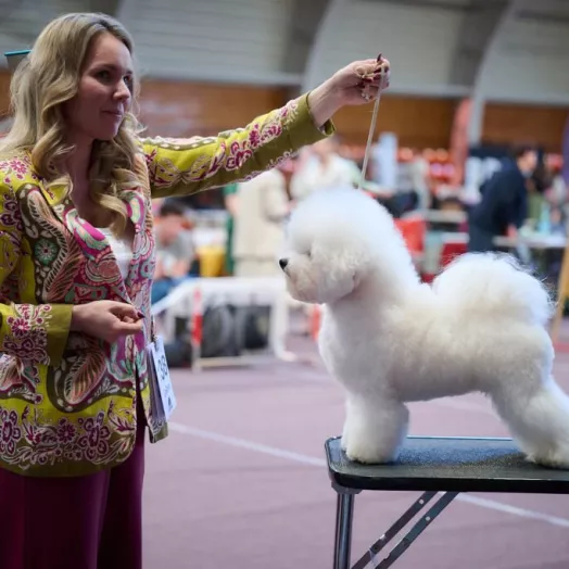 Tauro Kennel Bichon Frise — show-quality breeding