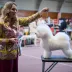 Tauro Kennel Bichon Frise — show-quality breeding