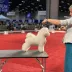 Champion Bichon Frise female Tauro Kennel