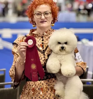 Champion Bichon Frise female Tauro Kennel 