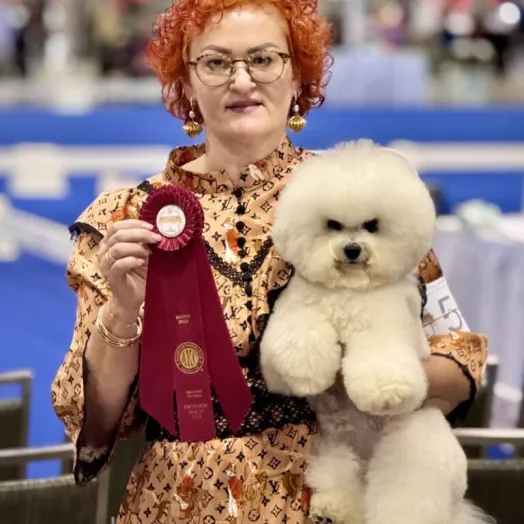 Champion Bichon Frise female Tauro Kennel 
