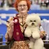 Champion Bichon Frise female Tauro Kennel 