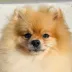 Champion pomeranian male Tauro Kennel