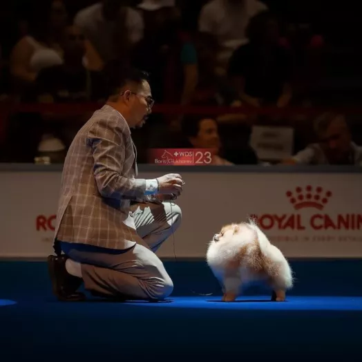 Legendary champion pomeranian male Tauro Kennel