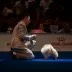 Legendary champion pomeranian male Tauro Kennel
