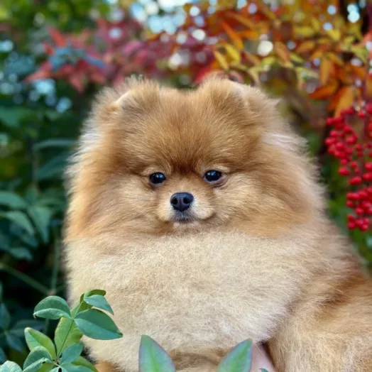 World winner 2025 pomeranian Tauro Kennel
