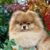 World winner 2025 pomeranian Tauro Kennel
