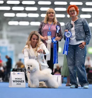 World Winner 2025 Bichon Frise Tauro Kennel