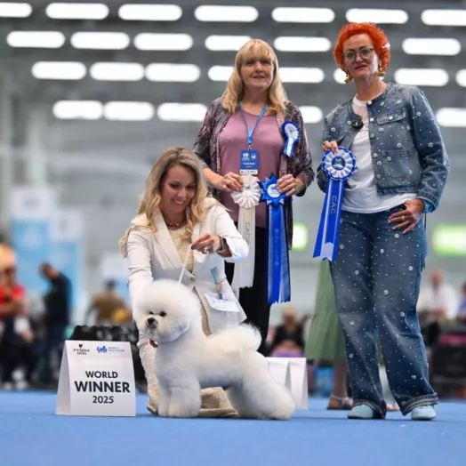 World Winner 2025 Bichon Frise Tauro Kennel