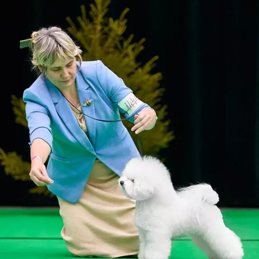 Champion Maltese Bichon male Tauro Kennel