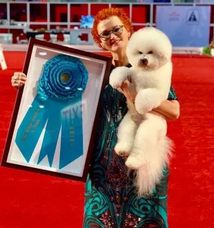 Legendary Bichon Frise - most titles Bichon Frise Tauro Kennel 