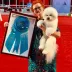 Legendary Bichon Frise - most titles Bichon Frise Tauro Kennel 