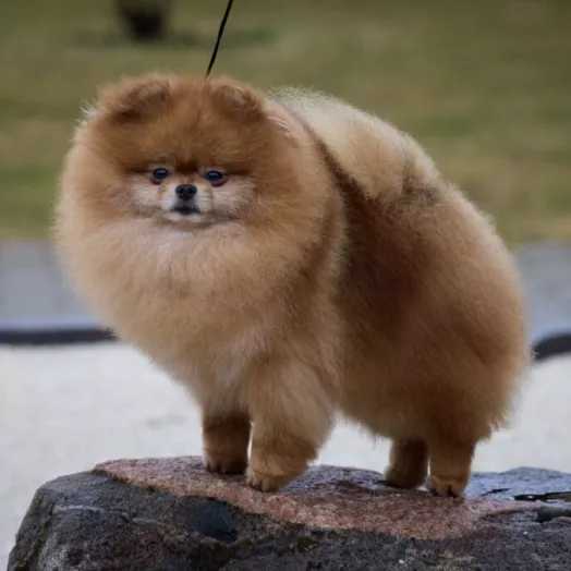 Champion pomeranian male Tauro Kennel