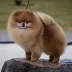Champion pomeranian male Tauro Kennel