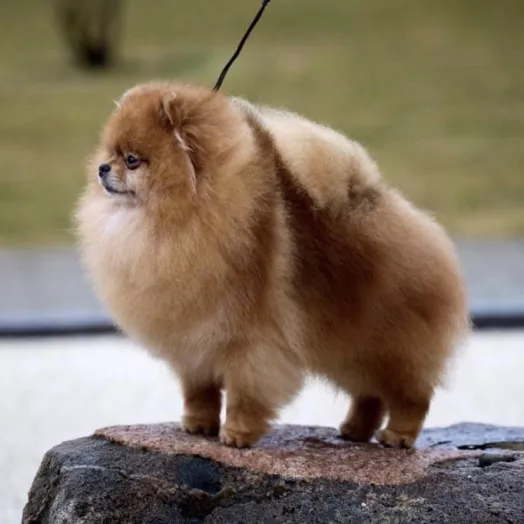 Champion pomeranian male Tauro Kennel