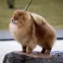 Champion pomeranian male Tauro Kennel