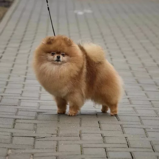 Champion pomeranian male Tauro Kennel