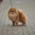 Champion pomeranian male Tauro Kennel